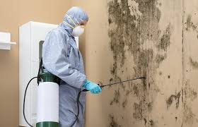 Reliable Carterville, MO Mold Removal Solutions